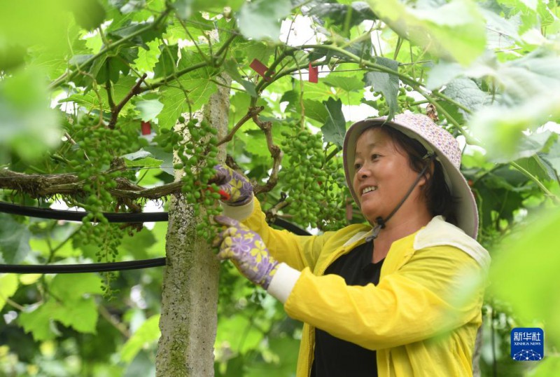 5月6日，在廣西東蘭縣武篆鎮(zhèn)東里村葡萄園，村民在管護葡萄。