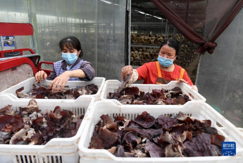 5月6日，在廣西東蘭貴隆生態(tài)農(nóng)業(yè)科技有限公司食用菌產(chǎn)業(yè)園，工人分揀剛采摘的食用菌。